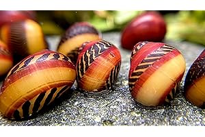 WaterPlants 5 Stk. Rote Rennschnecke ''super Algenfresser'' und eine absolute ''Rarität'' im Sparpaket Aquarium Schnecke