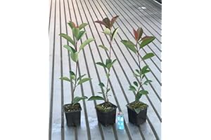 Fotinia "Photinia x fraseri Red Robin" 96 piante da siepe in vaso ø9 cm Vivaio di Castelletto