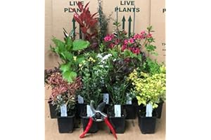 Mixed Garden Shrub Selection, Pack of 5 Established Plants Supplied in 9cm Pots by DirectPlants™