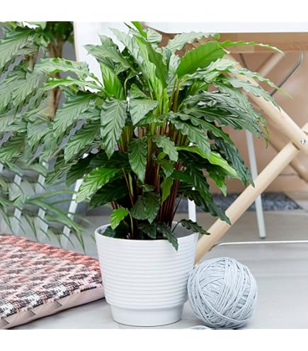 Dehner Elefantenfu, in Hydrokultur, Stmmchen, ca. 55 cm,  Topf 22 cm,  Zimmerpflanze : Amazon.de: Garten