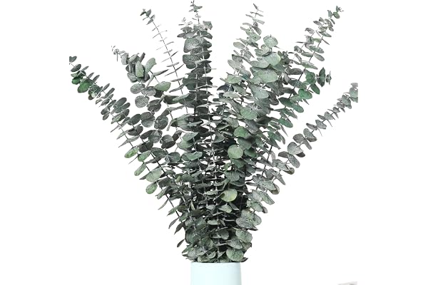 12 stycken torkade eukalyptusgrenar, 43 cm, naturliga torkade blommor, dekoration