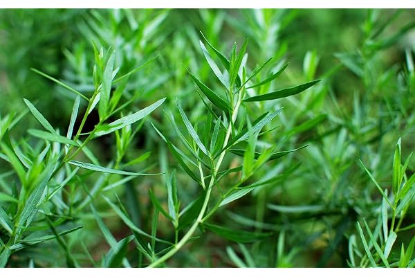 500 Graines d'Estragon - plante aromatique - herbe jardin potager - Semences Paysannes