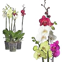 3x echte Phalaenopsis Orchideen 2 Triebe - 50 bis 70cm groß - Schmetterlingsorchidee wunderschöne blühende Tischpflanzen…