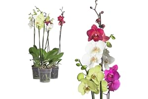 INTERFLOWERS GMBH 3x echte Phalaenopsis Orchideen 2 Triebe - 50 bis 70cm groß - Schmetterlingsorchidee wunderschöne blühende Tischpflanzen Blumen Geschenkset Naturprodukt