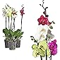 3x echte Phalaenopsis Orchideen 2 Triebe - 50 bis 70cm groß - Schmetterlingsorchidee wunderschöne blühende Tischpflanzen…