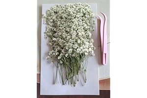 SHIIYYU 100PCS Dried Pressed Baby's Breath Flowers, Real Nature Dried Mini White Gypsophila Flowers for Resin Art Craft DIY Making Wedding Card Home Party Decor