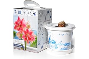 Amaryllis Pretty Nymph Pre-Potted Bulb Gift; 1 Large 28/30cm with Decorative Box | Indoor Flowering Plant for Winter Displays, Seasonal Gifts, Flower Box, Home Décor by Jamieson Brothers