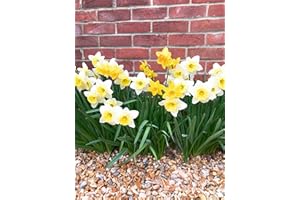 LONDON ORCHID COMPANY 50 Daffodil Bulbs (Mixed Varieties) Includes Postage