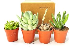 CONCRETELAB&CO Live Succulent Mix Indoor Pot Plant House Office Celebration Gift Idea (4)