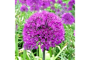 GARDENERSDREAM Allium Purple Sensation Dutch Garlic Spring Flowering Bulbs (10)