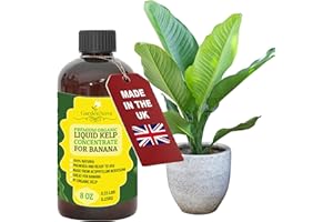 GARDENNOVA Premium Organic Seaweed & Kelp Superfood for Banana Trees - 8 oz - Liquid Kelp Fertilizer Concentrate (Makes 25 Litres)