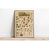 Pegziz pgzzNM1708 Deniz Kabuğu &Ccedil;eşitleri Vintage Sanatsal Poster 50x70cm.