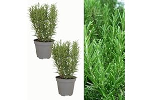 CARBETH PLANTS 2 x Large Rosemary/Rosmarinus Herb Plants in 1.5 Litre Pots