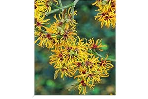 BALDUR Garten Zaubernuss, 1 Pflanze, Hamamelis mollis Pallida Winterblüher winterhart, mehrjährig, pflegeleicht, blühend, duftend, Zierstrauch, Winterblüher