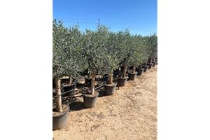Sunny Tree Olive '25 anni' 160 cm, qualità A+, resistente all'inverno, Olea Lechin Winterhart -18