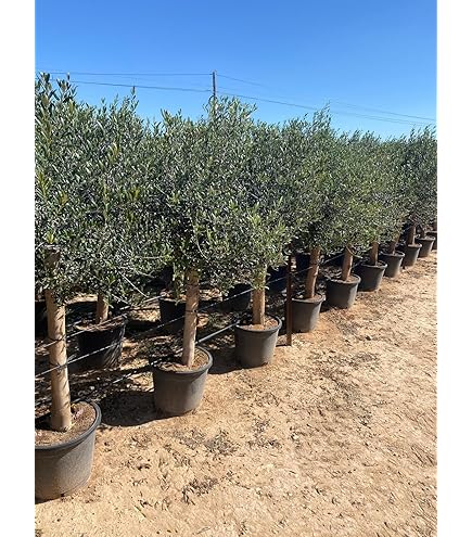 XXL Olivenbaum 25-30 Jahre  Olea Europaea Hochstamm, 160-200 cm,  Stammumfang 20 cm  Mediterrane Schnheit, winterhart & immergrn  Ideal  fr Garten & Terrasse : Amazon.de: Garten