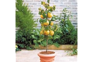 EUROPA GREEN Arbre fruitier Colonnaire Poirier - 80/100 cm de hauteur - Pour pots et pleine terre - Idéal pour Balcon, terrasse, Petit Jardin