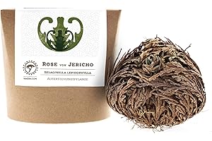 YAKEBA | Rosa de Jericó | Pequeña | Selaginella lepidophylla | En caja de regalo | Perfecta planta de interior como decoración o accesorio de terrario/jardín I Rosa Jerico