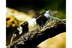 GARNELIO TIERE Garnelio - Hummelgarnele - Caridinia cf. breviata - 5er Gruppe