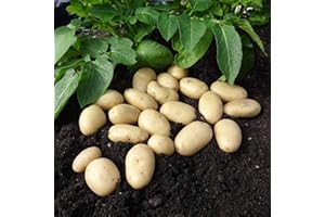 PREMIER SEEDS DIRECT - Seed Potato - 1 KG (Jazzy) - Approx 16 TUBERS - Grow Your OWN - Salad Potatoes