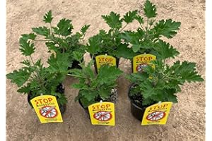 VIPARPLANT Planta Antimosquitos-Citronella-Pack 6 Plantas - Geranio (Pelargonium Graveolens)-Planta Aromática-Planta Natural- 13 cm ø - Vipar Garden 7