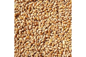 VOGELFOOD WIR SIND GUT ZU VÖGELN Weizen Futter 25 kg Hühnerfutter Nagerfutter, Kaninchenfutter Weizenkörner Getreide