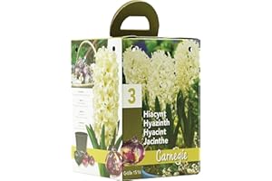 GreenBrokers Hyacinth White Carnegie Gift Box | 3 Bulbs Size 14/15 | Bee Friendly | Fragrant White Blooms | Easy Planting | Perfect Spring Flowers | Eco-Friendly Packaging