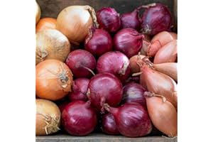 FLORIUM - Cipolle trio collezione (1000 gram), mix di 3 varietà di cipolle, robuste cipolle invernali dell'Olanda, piante perfette per raccolti ricchi: giallo, rosso e bianco, 14-21 mm (senza semi)