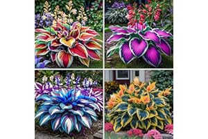 IOUPLIUKDF Bulbos de hosta,hosta perenne,hosta fácil de cultivar,hosta híbrida-4bulbo-C