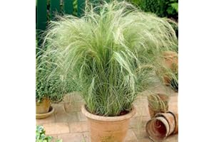 WHIN HILL NURSERIES 3X Garden Ornamental Grasses, Stipa tenuissima Ponytails Grass, Hardy Outdoor Garden Plants