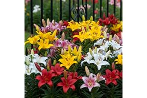 FLORIUM 15 x samling av Matrix Garden Liljelökar, blandning av 5 sorter, 3 efter färg, perenner och rustika blomlökar (fröfri), blandning från Holland för trädgård och vas