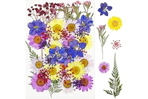 Cayway 40 sztuk naturalne prasowane suszone kwiaty suszone kwiaty z żywicy, suszone tłoczone kwiaty do świec DIY biżuteria żywica udział, fioletowy