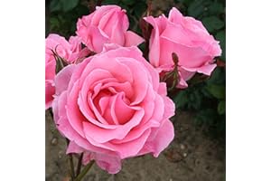 CARBETH PLANTS Rose Bush Queen Elizabeth- Traditional Pink Scented Rose Bush in a 5 Litre Pot - Ready to Plant
