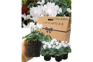 VERDANT LIVING Cyclamen Plants Outdoor Garden Ready - 6 White Colour Outdoor Flowers. Autumn & Winter Planting. Large 10.5cm Potted Size. Well Rooted & Established, Add Colour to Containers, Baskets, Patios & Beds