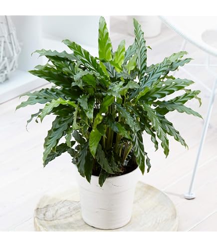 Korbmarante, Goeppertia rufibarba 'Elger Grass' syn.Calathea, Topf- 17 cm  : Amazon.de: Garten