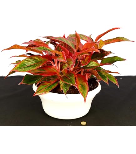 Aglaonema Legacy Pianta Vera In Vaso 14cm - Per Interni Poco Luminosi