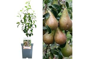 GARDENERSDREAM Patio Fruit Tree Collection | Various Premium Grade Fruits | Ideal for Small Gardens & Borders | Apple, Cherry, Plum, Nectarine, Peach & Pear Trees | 2-3ft ('Comice' Pear Tree)