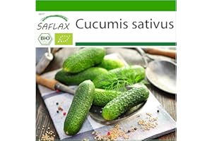 SAFLAX - BIO - Cetriolo - Vorgebirgstraube - 15 semi - Cucumis sativus