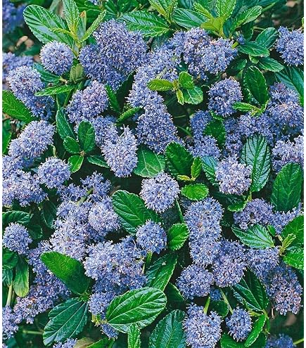 Buddleja davi. Wisteria Lane 25-30 cm Schmetterlingsflieder Sommerflieder -  Fliederspeer : Amazon.de: Garten
