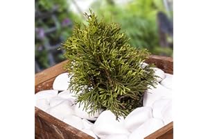 VELLES Weiße Steine Kieselsteine Dekosteine Kies Deko Aquarium Steine zum Basteln Zierkies Gartensteine Große Steine Garten Deko Stein Weiß Groß