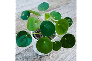 GARDENERSDREAM Pilea Peperomioides Plante à Monnaie Chinoise d'Intérieur pour la Masion ou le Bureau