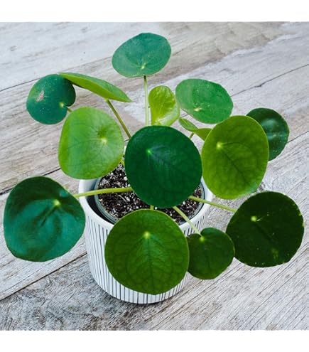 Pilea Peperomioides POWERS TO FLOWERS - Pianta Vera In Vaso 16cm
