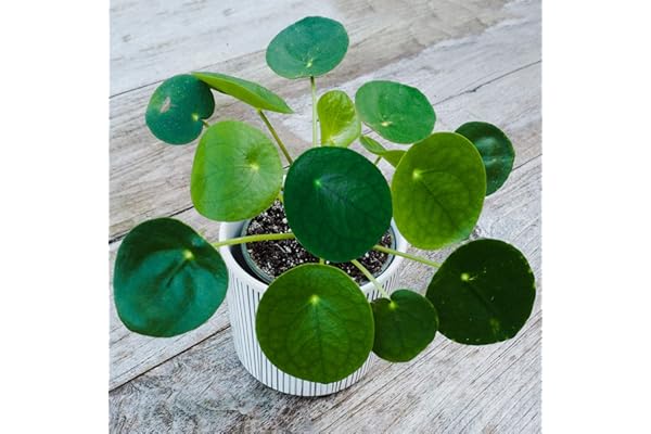 Pilea Peperomioides Plante à Monnaie Chinoise d'Intérieur pour la Masion ou le Bureau