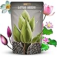 Lotus Seeds - Lotus Seed for Planting in Water | Japanese Rainbow Lotus Flower Seeds, All Season Water Garden Plant, Home and Balcony Growing (10 Pcs)