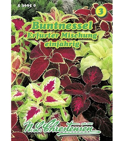 100 Stck/Beutel Rare Buntnessel Samen blumei Rainbow Mix Color Blume Samen  fr Home Garten Innen Bonsai Pflanzen Farbe Lippen 13 : Amazon.de: Garten