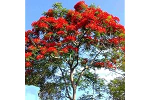 SVI Delonix Regia ROUGE, arbre de flamme Flamboyant graines VRAC