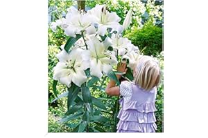 BALDUR Garten Tree-Lily Pretty Woman 3 Zwiebeln Baumlilien Lilium Hybride Lilien Zwiebeln winterhart duftend, Blumenzwiebeln, pflegeleicht, Wasserbedarf gering, blühend