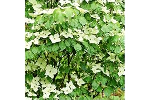 Cornus kousa VAR. chinensis/Chinese Dogwood in 2L Pot, Sweet and Juicy 3fatpigs®
