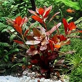 Ludwigia Repens (G&uuml;l) 5 Dal Kusursuz Form Akvaryum Bitkisi Canlı Bitki