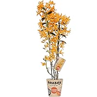 Orchidee von BAMBOO ORCHID – Bambus Orchidee – Höhe: 50 cm, 2 Triebe, orangene Blüten – Dendrobium nobile Firebird